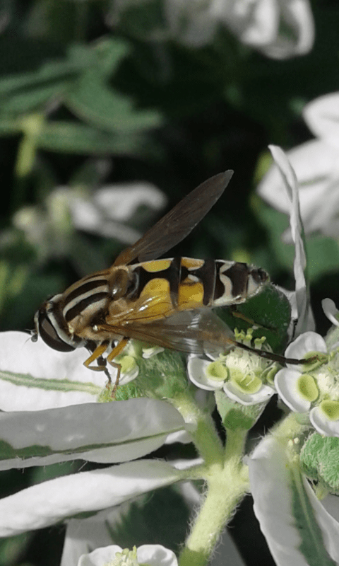 Syrphidae : Helophilus trivittatus? S